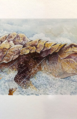 Star Wars: Dinoturtle - disegno originale di Igor Chimisso